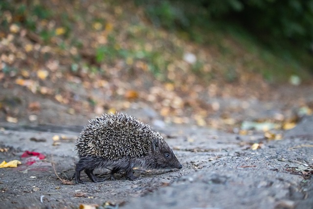 士防线感受 士防线感受